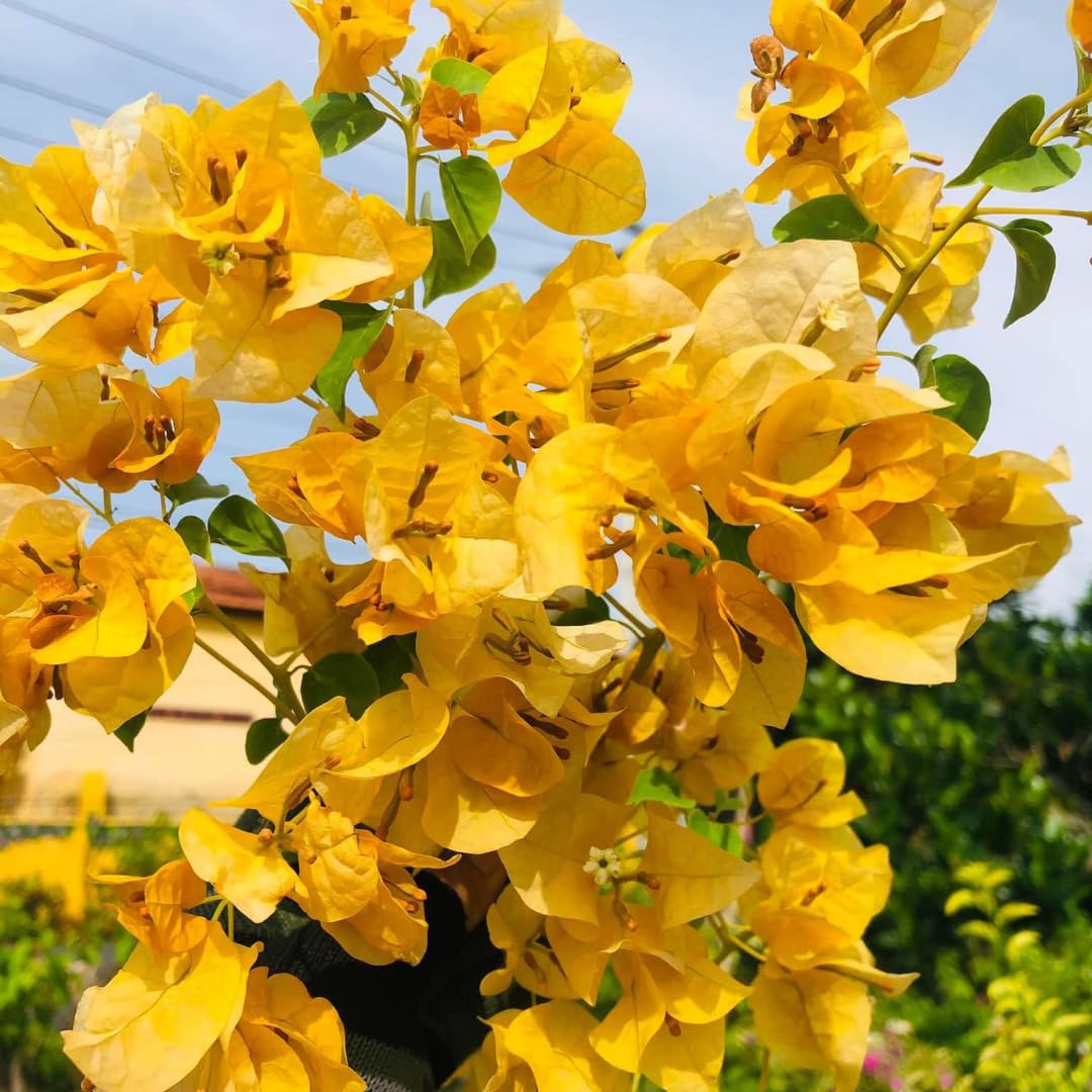 Sets 3 Climbing Bougainvillea Plants Live for Full Sun Trellis Tree, Shrub or Vine Bougainvillea Vibrant Bloom, Very Hardy, 5-9" Tall, Yellow