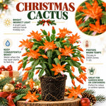 2PPP Orange Christmas Cactus Live Plant, Holiday Flowering, 3 Inches Pot