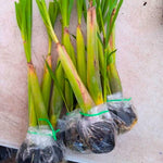 Set 8 of Lemongrass Plants Live, Lemongrass Live Plants for Planting Garden Herbs Stalks from 4 to 7 Inc in Height
