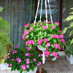 Set 4 of Mix Vinca Plants Live for Planting Outdoors, Ground Cover Plant, Vinca Flower Plant Gardening from 4 to 5 Inc Tall