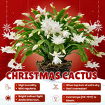 2 White Christmas Cactus Live Plants, Easy Care Houseplant, 4-7'' Tall