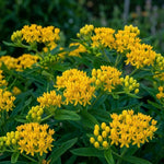 3 Yellow Milkweed Plant Live, Asclepias Tuberosa Butterfly Bush, 4-8"