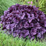 Pack 3 Heuchera Plants Live, Coral Bells Plants 4-7” Tall for Shade Gardens, Borders, Pots, Heuchera Perennials Seedlings (Purple Heuchera)