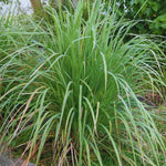 Pack 3 Lemon Grass Plants Live, Lemongrass Plants for Outside Planting, Fragant Herb Lemongrass Planting, 6-7 Inch Tall