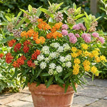4 Milkweed Plants Live, Random Butterfly Milkweed Asclepias Tuberosa Perennial Wildflowers Swamp Common Bush, 5-9" in Tall, No Pot