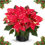 2 Poinsettia Plants Live, Variegated Red Poinsettia Flowers Christmas Decorations, Holiday Houseplant, Poinsettias Trees Plants, No Pot, 5-9" Tall