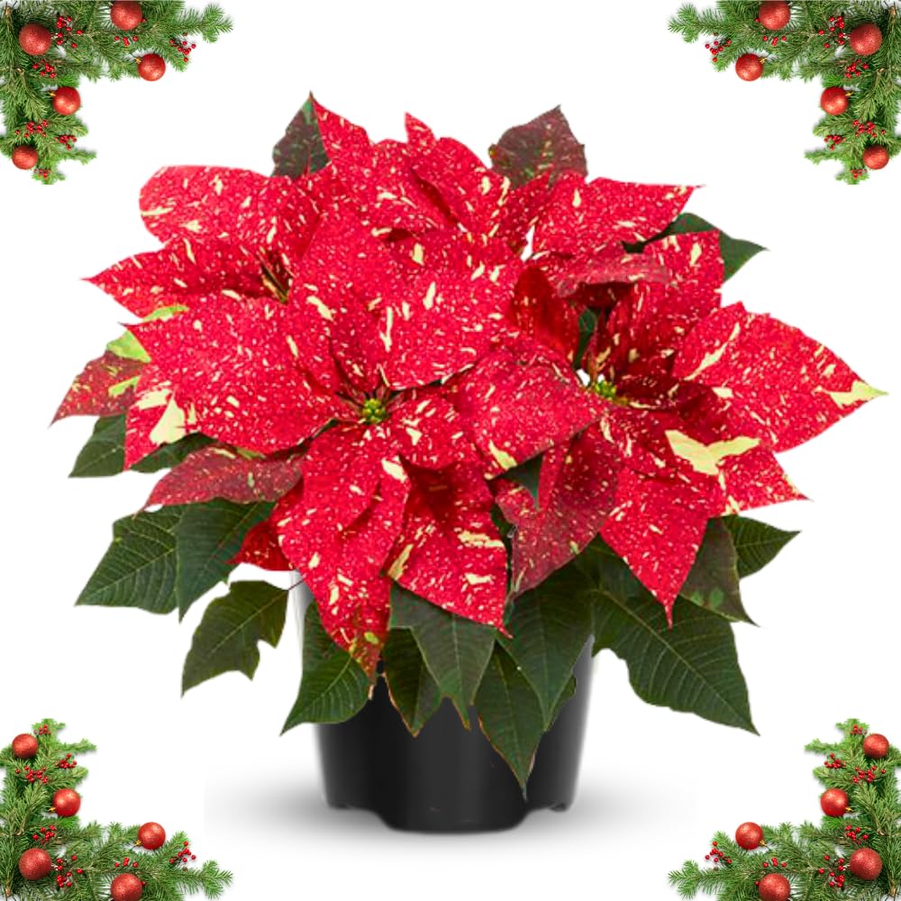 2 Poinsettia Plants Live, Variegated Red Poinsettia Flowers Christmas Decorations, Holiday Houseplant, Poinsettias Trees Plants, No Pot, 5-9" Tall