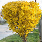 Gold Forsythia Live Plants for Planting in 4 Inch Pot, Yellow Forsythia Shrub Ready to Plant Outdoor Garden, Winter Dormant