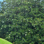 Magnolia Tree Live Plant, Sweetbay Magnolia Plant Live, 8 to 12 Inches, Tropical Shrub Plants