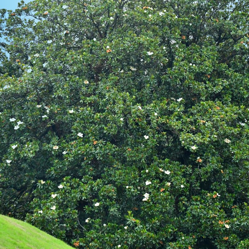 Magnolia Tree Live Plant, Sweetbay Magnolia Plant Live, 8 to 12 Inches, Tropical Shrub Plants