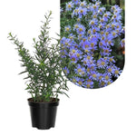 2 Aster Plants Live, Asters Perennial Live Plants, 5 to 7 Inc Tall, Flower Plant for Gardening (Blue)