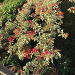 Combo 2 Bougainvillea Plants Live Trees, Outdoor Bougainvillea Plant for Trailing Flowering Vines or Bush Tree, 5-10” Tall, Well-Rooted Bougainvillea Raspberry Ice Vivid Red-Pink