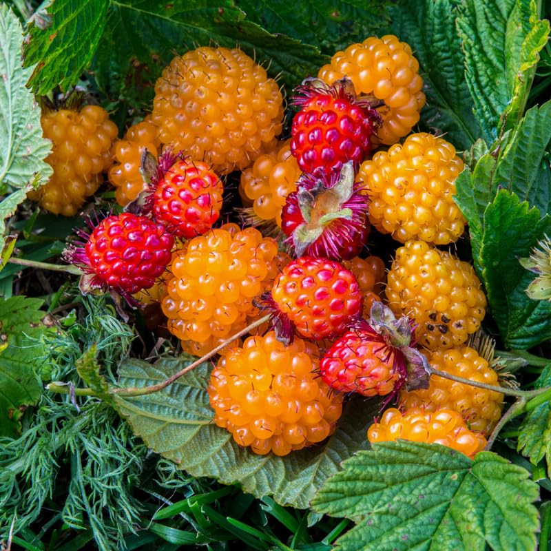 Salmonberry Plant, 16-20 Inch Tall Sweet Golden Yellow Berry Plant, 2 Years Old Salmonberry Raspberry Plants