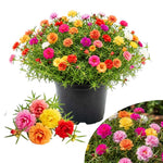 Mix Moss Rose Plants Live, Live Portulaca Plants, Well Rooted from 4 to 8 Inches Tall, Vibrant Flowers for Ground Cover and Garden Beds