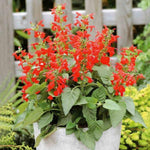 4 Fragrant Sage Salvia Live Plants, Planting in Spring Sage Plants Live, 5 to 10 Inches in Tall, Change Color (Red)