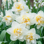 20 Daffodil Bulbs for Fall Planting, Spring-Blooming Narcissus Bulbs, Bulk Top Size Bulbs for Gardens, Borders and Flowerbeds Planting (Double Daffodil Bulbs)