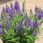 4 Fragrant Sage Salvia Live Plants, Planting in Spring Sage Plants Live, 5 to 10 Inches in Tall, Change Color (Blue-Purple)