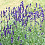 2 Lavender Plants Live Indoors, 4-8" Tall, Lavandula Perennial Flower Plants for Planting Outdoors Home Garden (Creek Lavender)