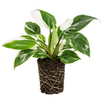 Variegated Philodendron Live Plant, Rare Indoor Houseplant Live Well Rooted 5-7 Inches, Container Growing, Home Office Decor (White Princess Philodendron)