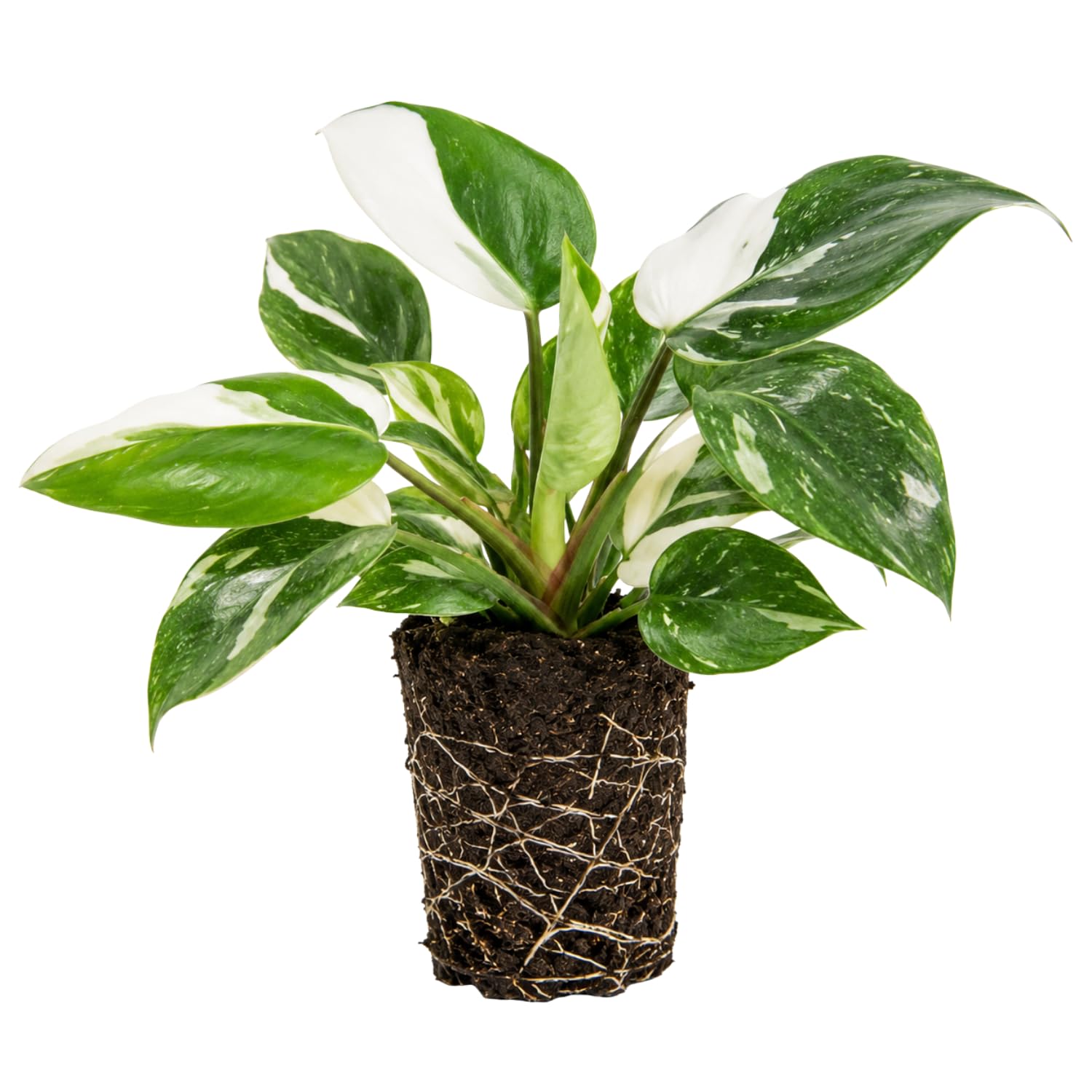 Variegated Philodendron Live Plant, Rare Indoor Houseplant Live Well Rooted 5-7 Inches, Container Growing, Home Office Decor (White Princess Philodendron)