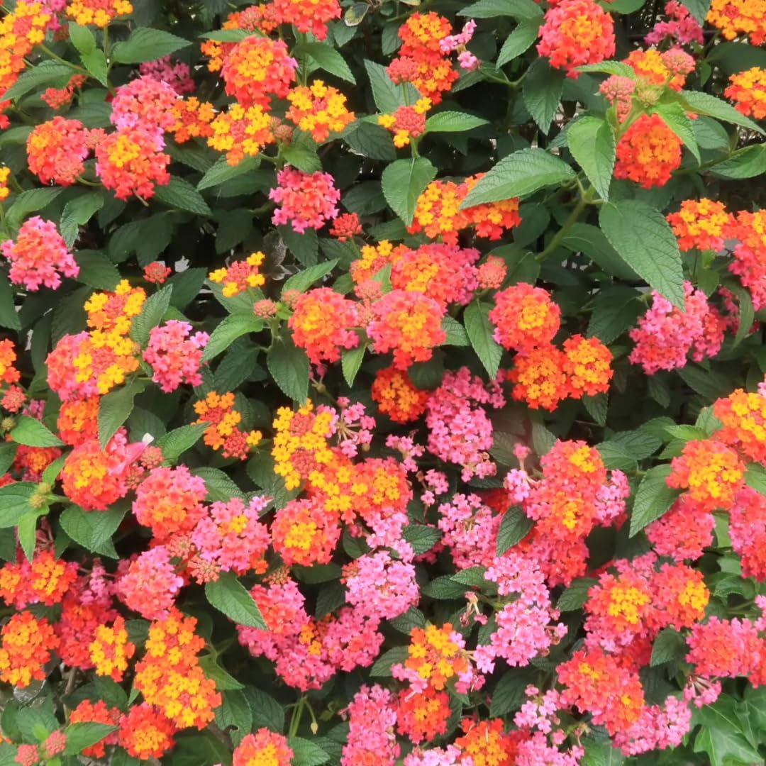 Pack 4 Lantana Plants Live for Planting Indoor Outdoor, 4-8" Tall, Fragrant Lantana Live Plant, Trailing Lantana Flowers Perennial, No Pot (Mix Lantana)