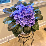African Violets Live Plant, Purple African Violet Plant, 3-5 Inches Tall, Vibrant Blooms, Easy Care Indoor Flowering Plants for Home and Office Decoration
