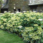 Hydrangea Plant Live, Reblooming Hydrangea Flowers Well-Rooted, Hardy Bush Shrub, 5-9" Tall, Vibrant Shades (White Hydrangea)