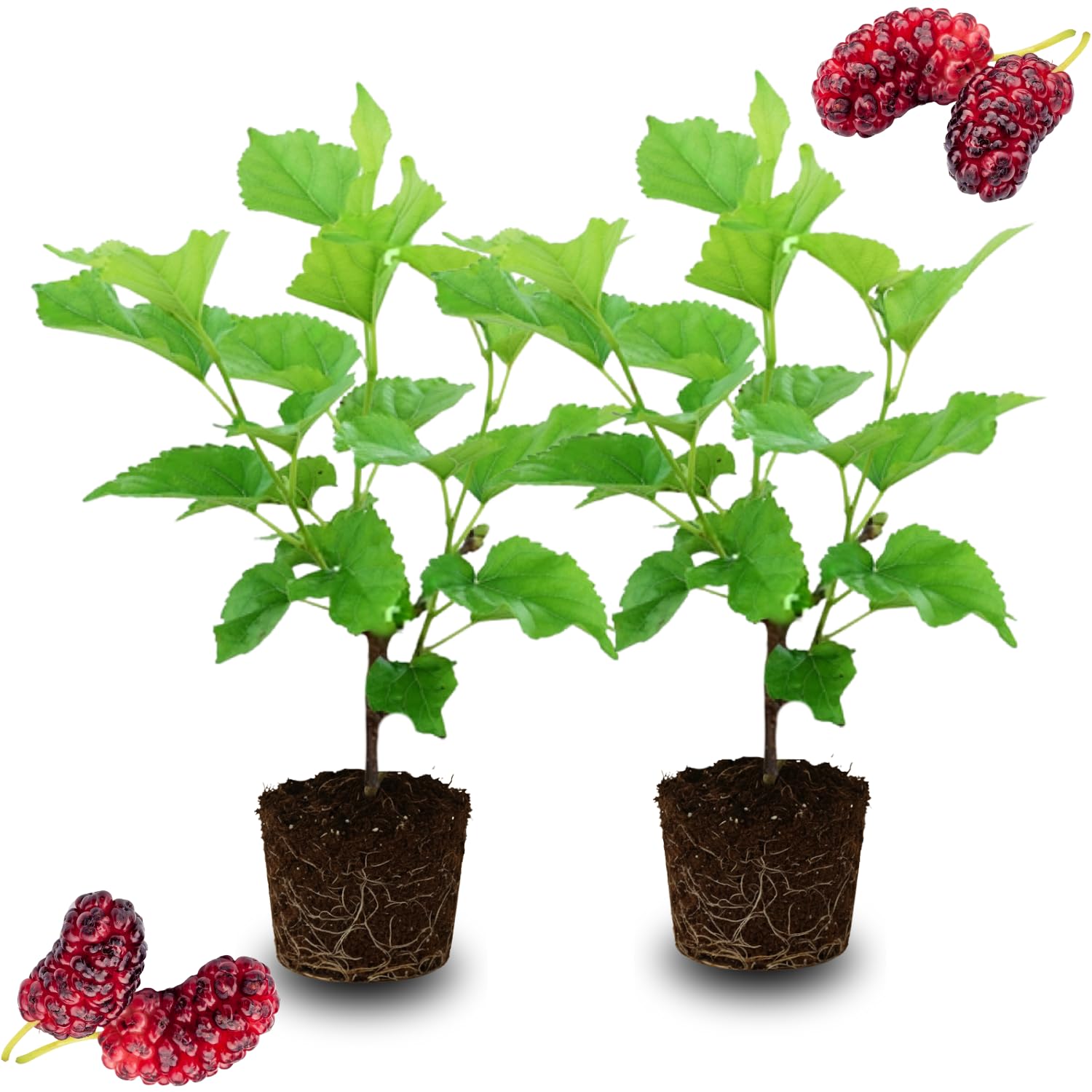 Set 2 Mulberry Trees Plants 5 to 8 Inch Height, Sweet Mulberry Plants Live for Planting, Mulberries Fruit to Grow Outdoor, No Pot (Red Mulberry)