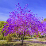 10 Bare Roots Eastern Redbud Trees Live Plants, 1-2 Ft Dormant, Pink Flowering Ornamental Plants, Cold Hardy