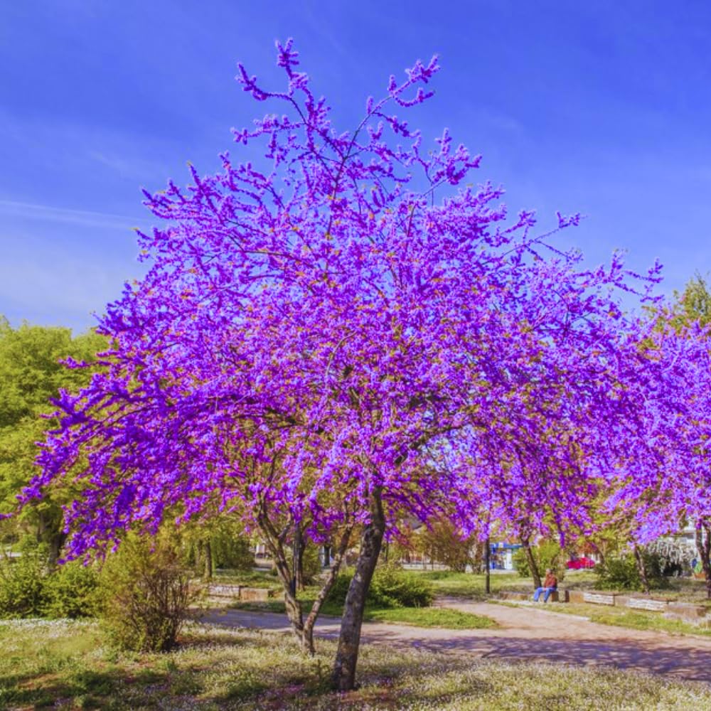10 Bare Roots Eastern Redbud Trees Live Plants, 1-2 Ft Dormant, Pink Flowering Ornamental Plants, Cold Hardy