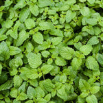 2 Catnip Mint Live Plants, Catnip Plant, Well Rooted Herb Starters 3-6 Inches Tall for Outdoor Garden Growing