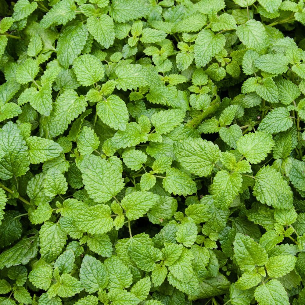 2 Catnip Mint Live Plants, Catnip Plant, Well Rooted Herb Starters 3-6 Inches Tall for Outdoor Garden Growing