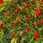 Set 2 Pequin Pepper Chili Plants, 120 Days Old, Hot Red Pepper Plant, Live Peppers for Planting Indoor, Outdoor