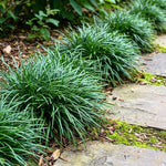 Set of 2 Dwarf Mondo Grass Live Plant 4-6 Inches Tall, Ornamental Grass Live Plants, Low Maintenance, Ideal for Outdoor Gardening
