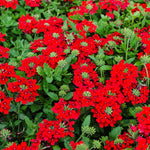 2 Red Verbena Live Plants, Trailing Verbena Plants for Planting Outdoor, Perennial Ground Cover Flowers 4-7 Inches
