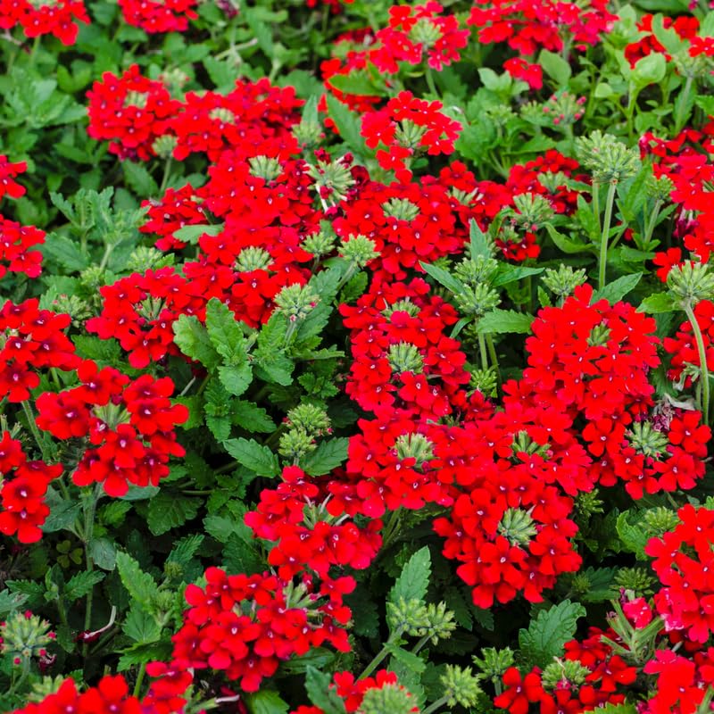 2 Red Verbena Live Plants, Trailing Verbena Plants for Planting Outdoor, Perennial Ground Cover Flowers 4-7 Inches