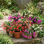 2 Random Christmas Cactus Live Plants, Easy Care Houseplant, 4-7'' Tall