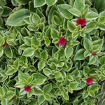 Variegated Baby Sun Rose Plant Live 4" Pot, Variegated Ice Succulent Plant for Indoor Outdoor Growing