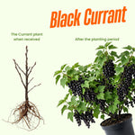 Black Currant Plant Live, Sweet Currant Berry Fruit Starter Plant, 6-12 Inches Tall, Edible Fruit Shrub for Outdoor Garden
