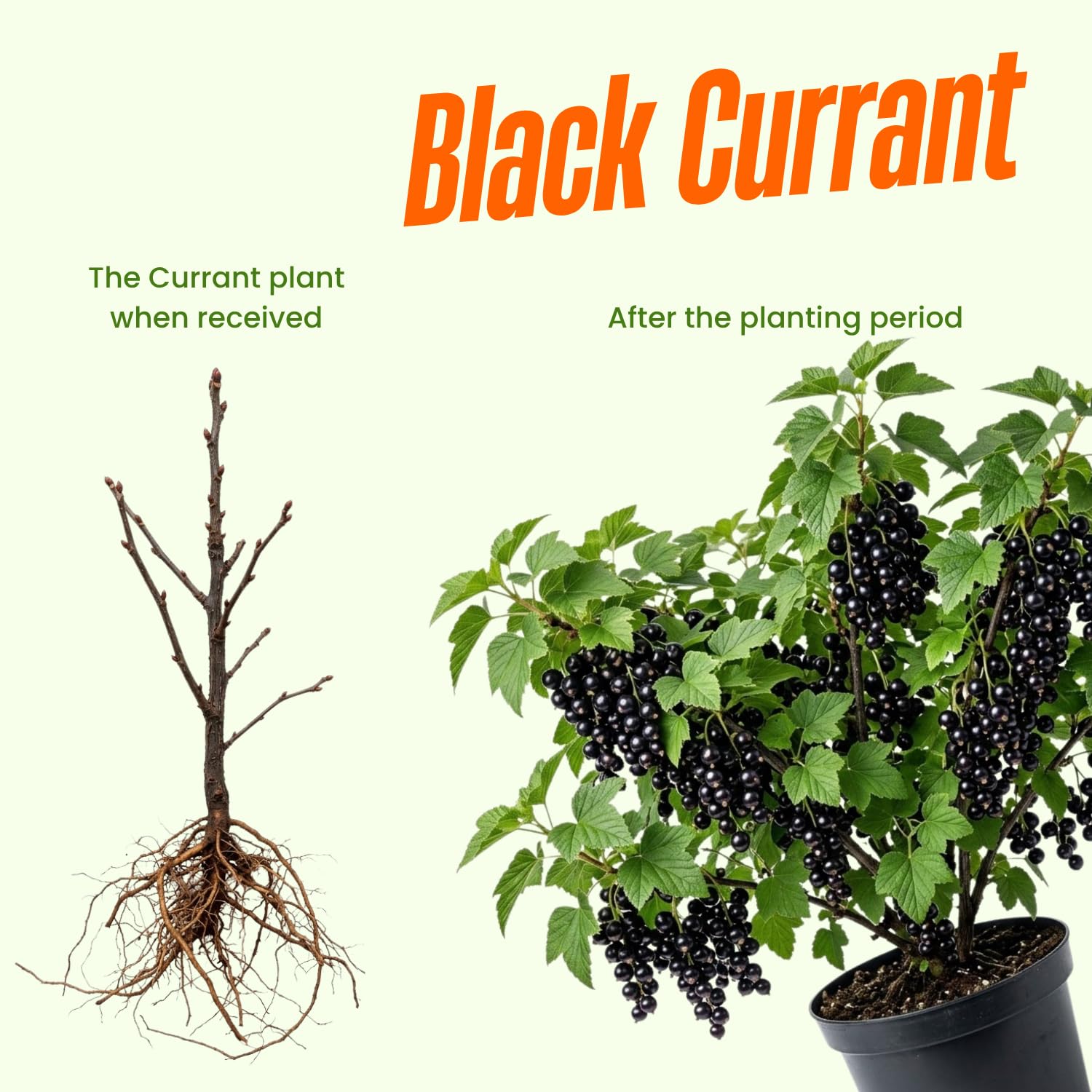 Black Currant Plant Live, Sweet Currant Berry Fruit Starter Plant, 6-12 Inches Tall, Edible Fruit Shrub for Outdoor Garden