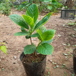 Hydrangea Bush Tree Plants Live, 5-9" Tall, No Pot, Dormant in Winter, Change Color Perennial Planting Indoor Outdoor, Long Lasting Blooms Flower (Deep Blue to Pink)