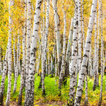 Red Birch Trees Live Plant, 12-20 Inch Tall Birch Tree Live Plant for Outdoor Gardening, Perennial Hardy Trees