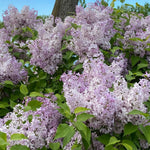 2 Miss Kim Lilac Trees Live Plants, 8 Months Old Well-Rooted Purple Syringa Bushes Seedling, 5 to 7 Inches Tall, Fragrant, Zones 3-7