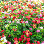 Pack 4 Lantana Plants Live for Planting Indoor Outdoor, 4-8" Tall, Fragrant Lantana Live Plant, Trailing Lantana Flowers Perennial, No Pot (Mix Lantana)