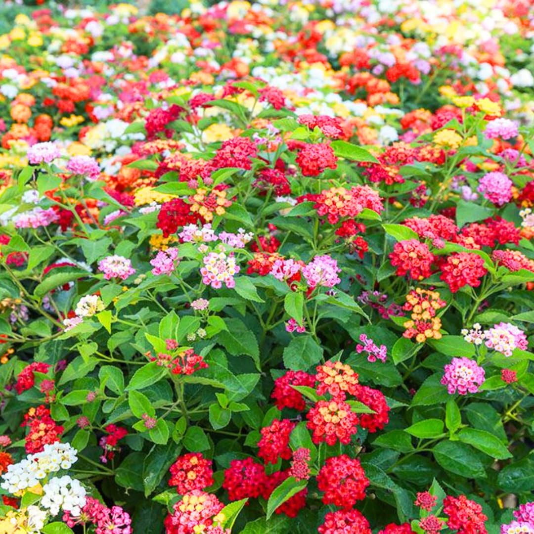 Pack 4 Lantana Plants Live for Planting Indoor Outdoor, 4-8" Tall, Fragrant Lantana Live Plant, Trailing Lantana Flowers Perennial, No Pot (Mix Lantana)
