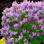 2 Purple Lilac Trees Live Plants, Lilac Bushes, Bareroots 1-2 Feet Tall, Fragrant Reblooming Flowers