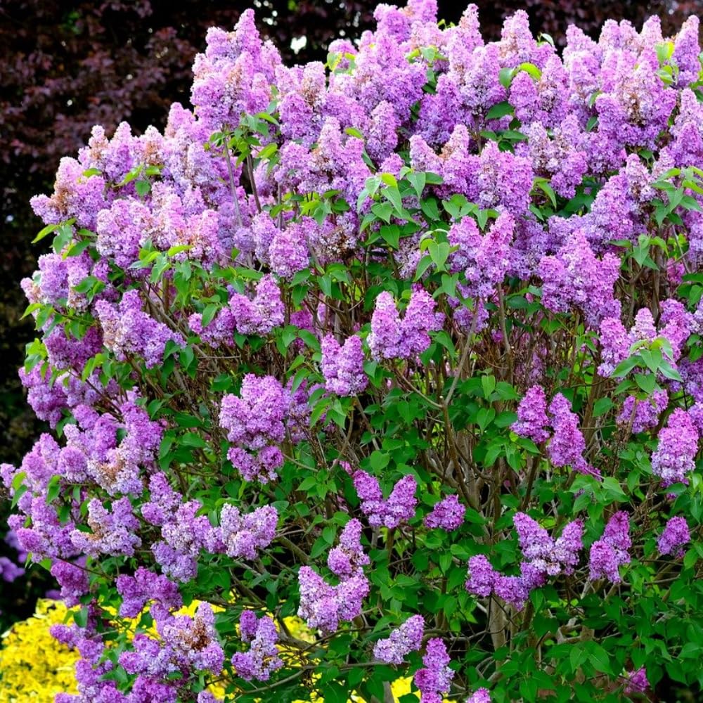 2 Purple Lilac Trees Live Plants, Lilac Bushes, Bareroots 1-2 Feet Tall, Fragrant Reblooming Flowers
