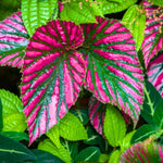 Rare Red Begonia Plants Live, Rare Begonias Indoor Growing, Hanging Basket, Starter 5 to 9 Inc Tall
