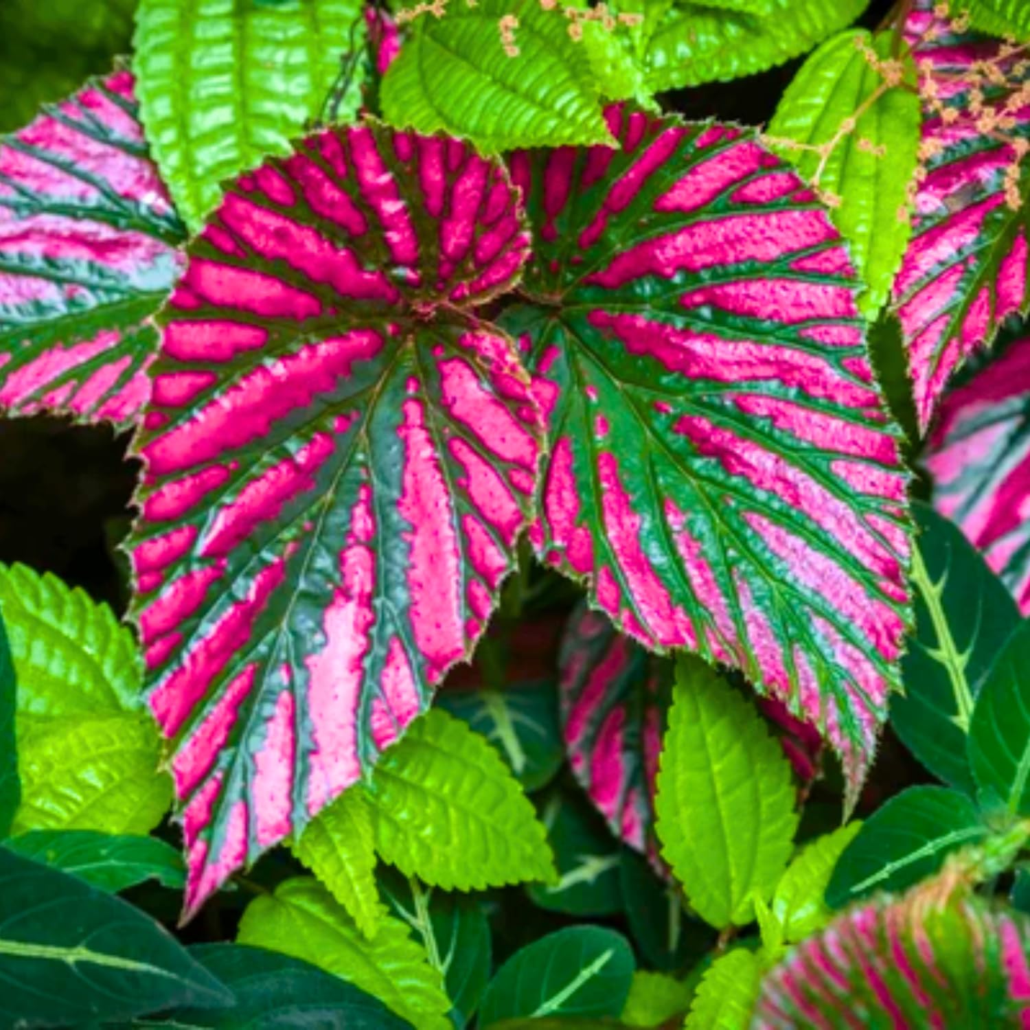 Rare Red Begonia Plants Live, Rare Begonias Indoor Growing, Hanging Basket, Starter 5 to 9 Inc Tall