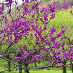 Eastern Redbud Tree Live Plant, 7" to 12" Tall, Red Bud Tree Plants Live, Purple Lavender Blooms Color, Zones 4 to 9, Cold Hardy, Dormant